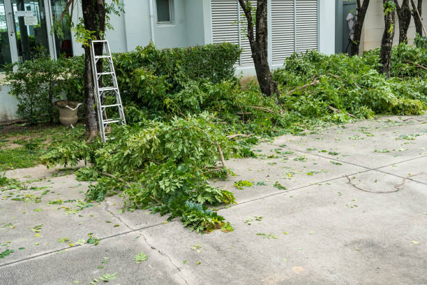 Best Storm Damage Tree Cleanup  in Aspen, CO